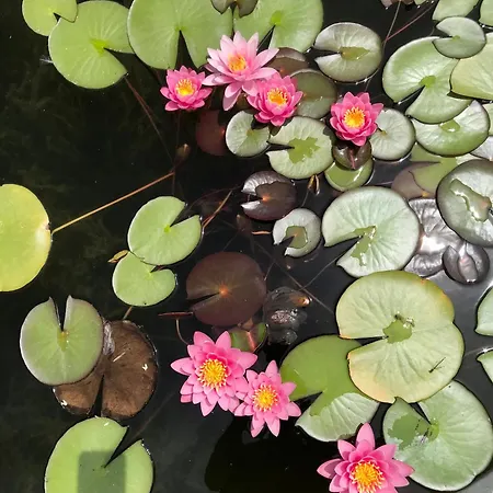 Rocce Rosse Appartement *